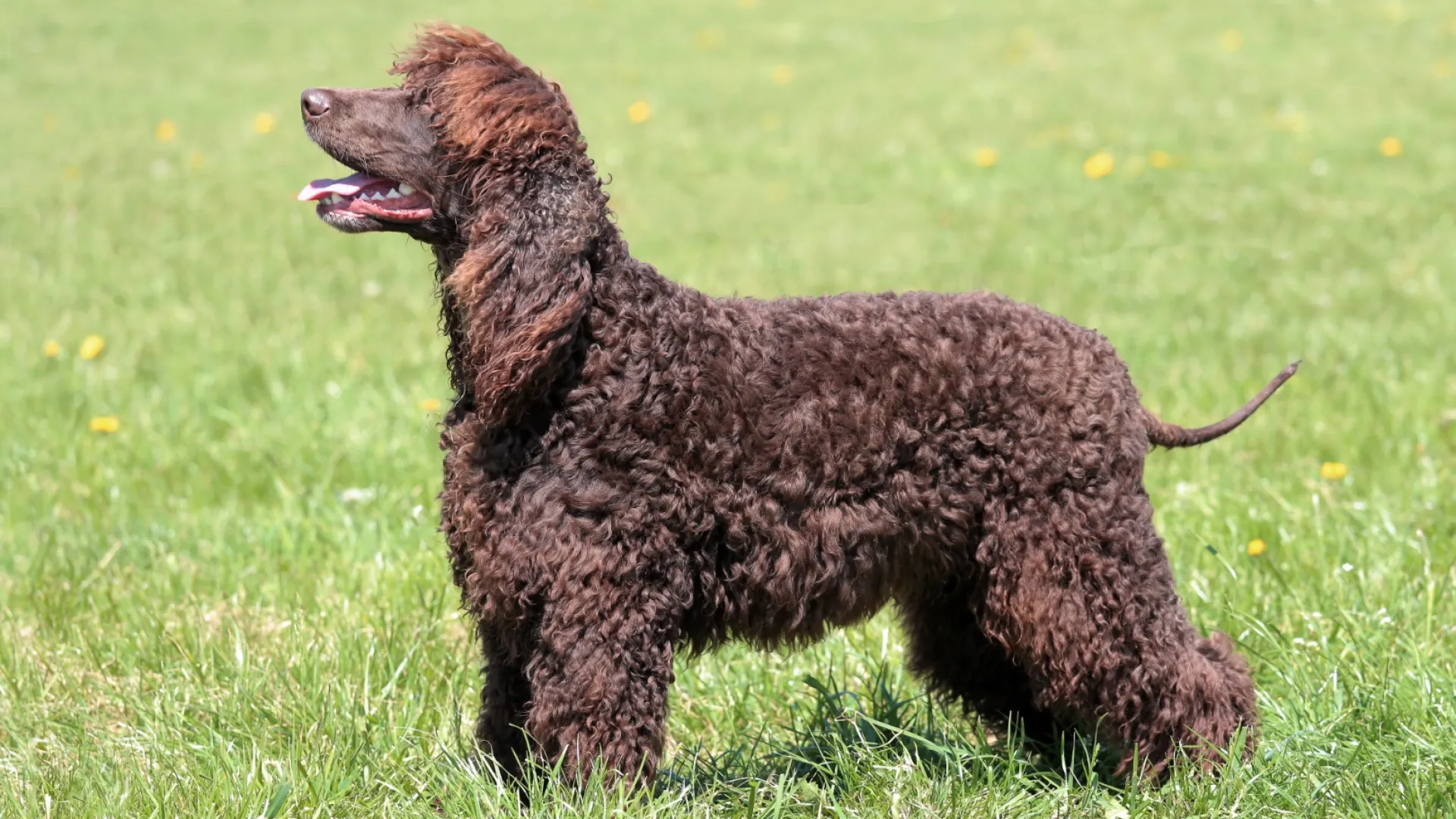 Spaniel (Irish Water)